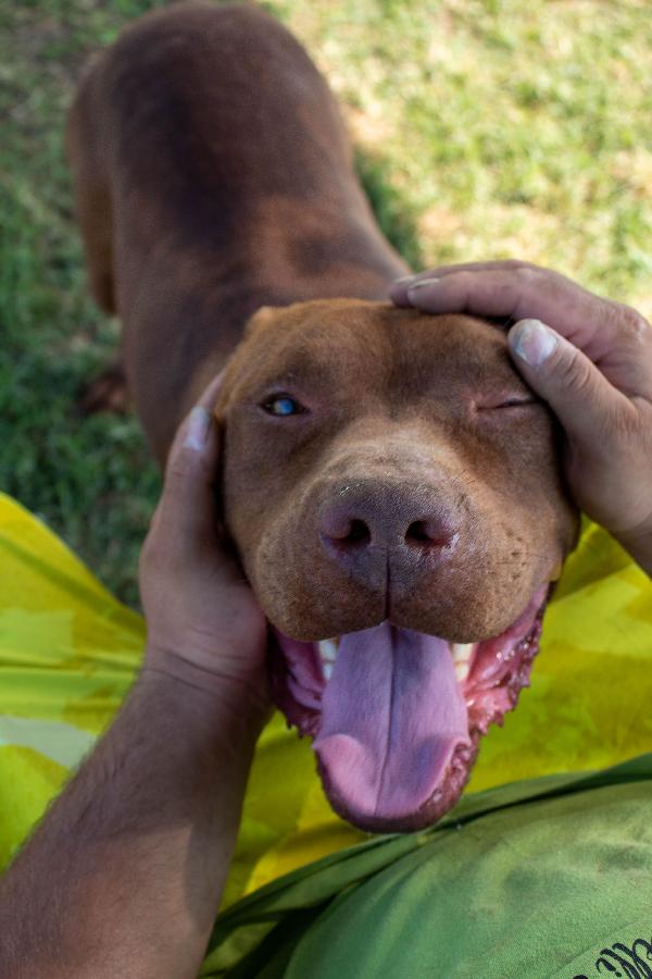 Eros, Pitbull Buonissimo, 6 Anni, Maschio Castrato
